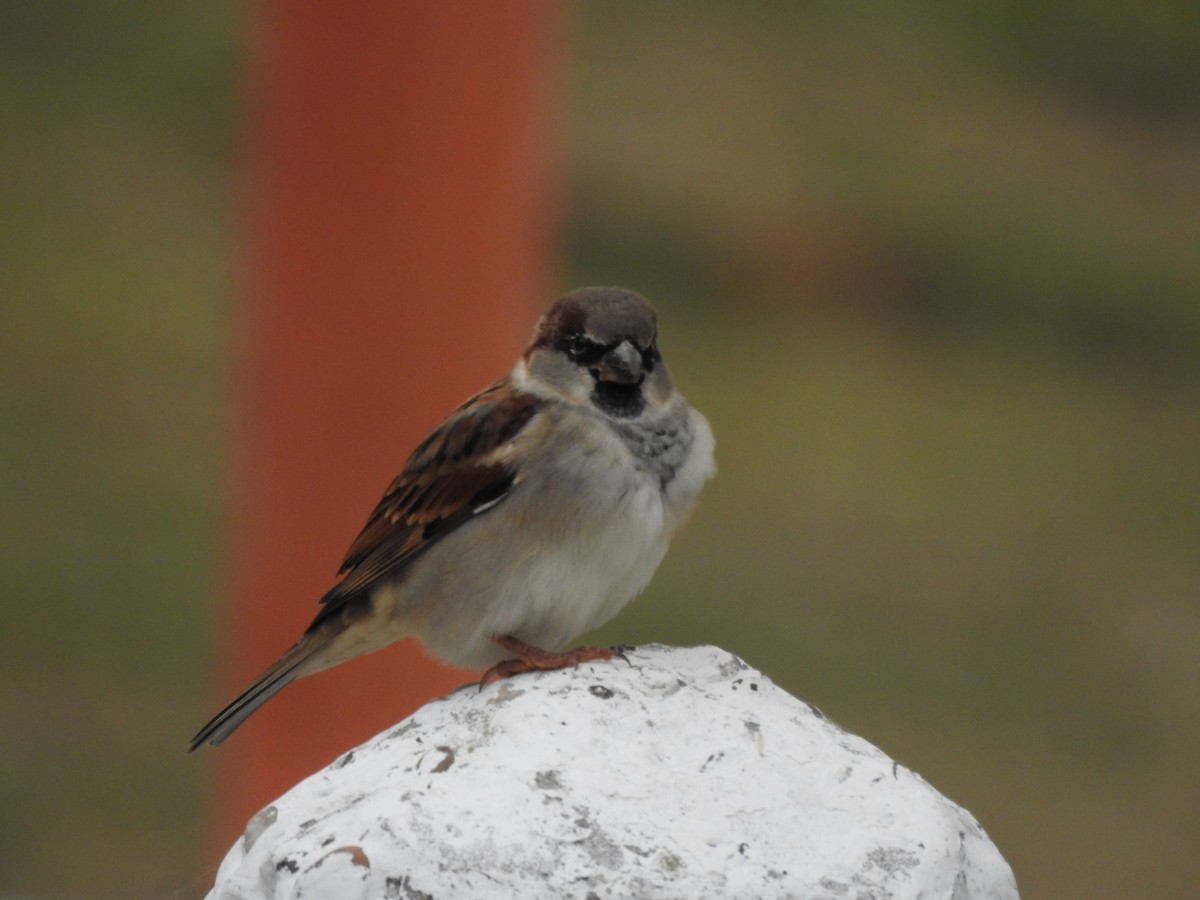 House Sparrow - Carlos Galvan