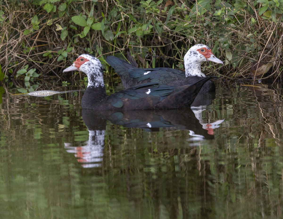 Muscovy Duck (Domestic type) - Clarisse Odebrecht