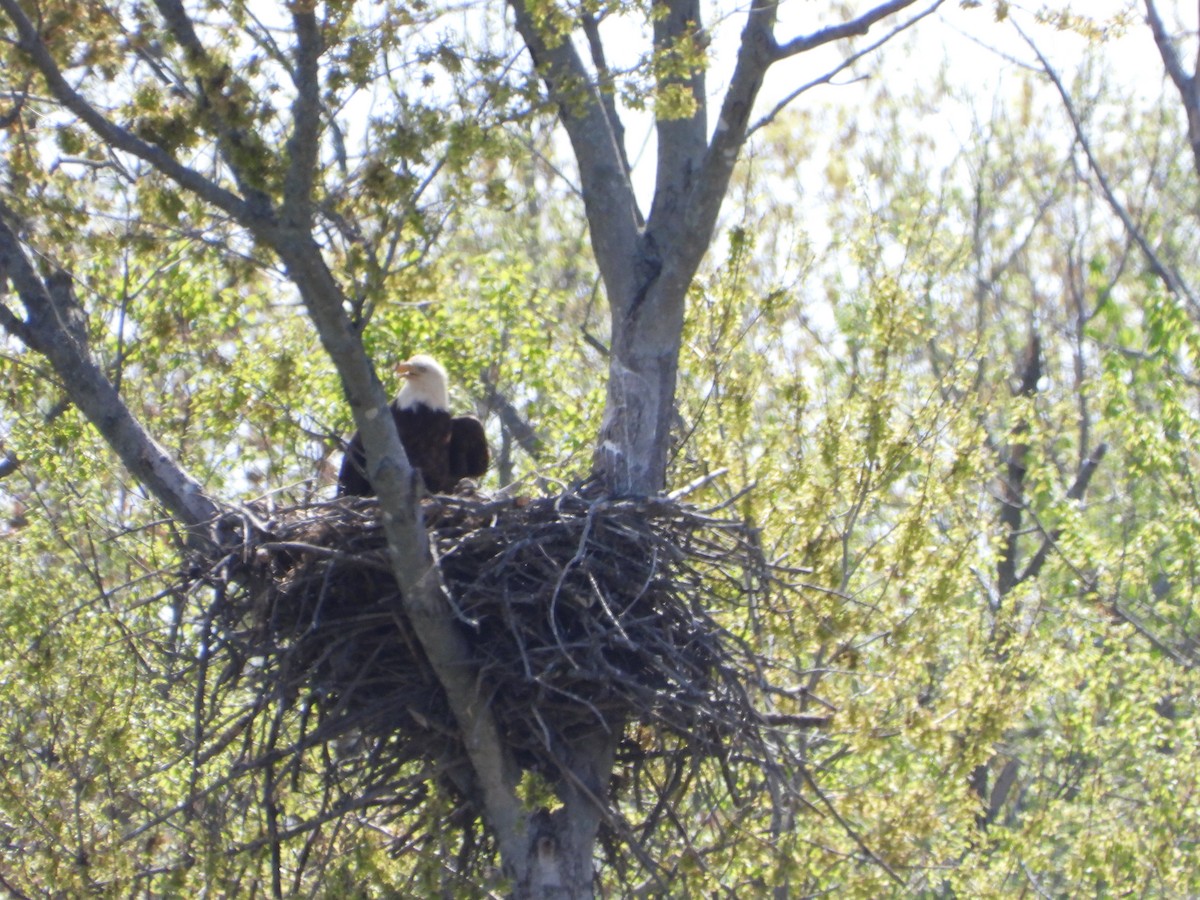 Bald Eagle - ML618919332