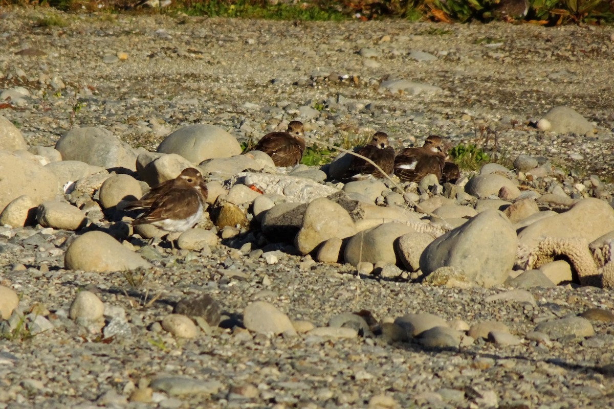 Rufous-chested Dotterel - Florencia Velásquez