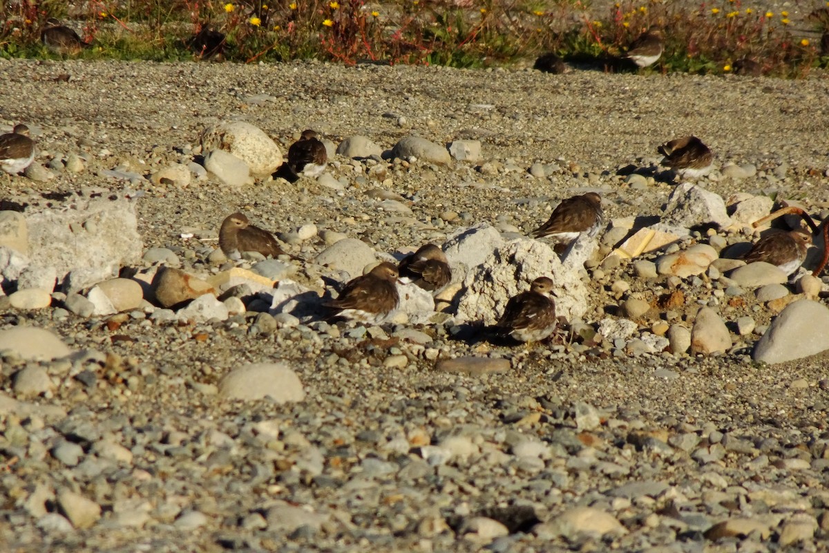 Rufous-chested Dotterel - Florencia Velásquez