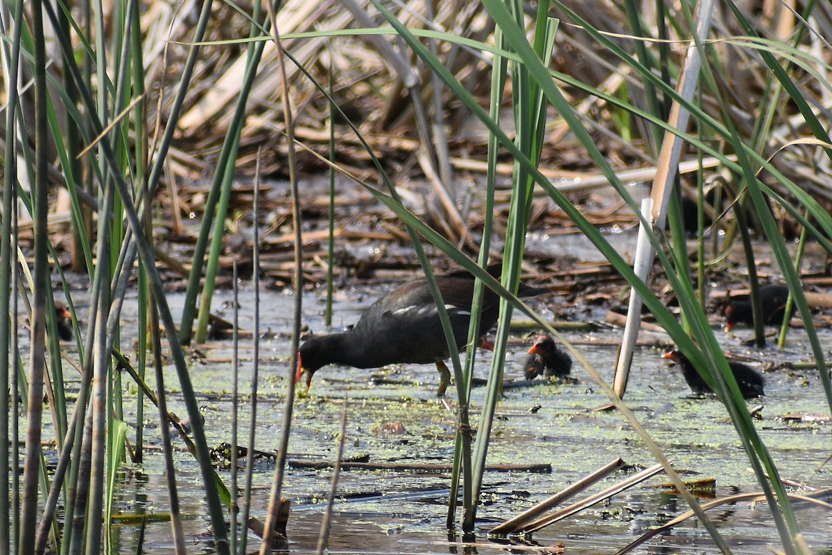 Common Gallinule - ML618919342