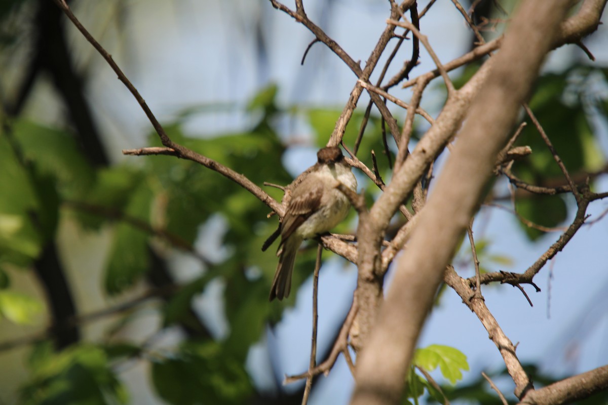 Eastern Phoebe - Tess Branklin