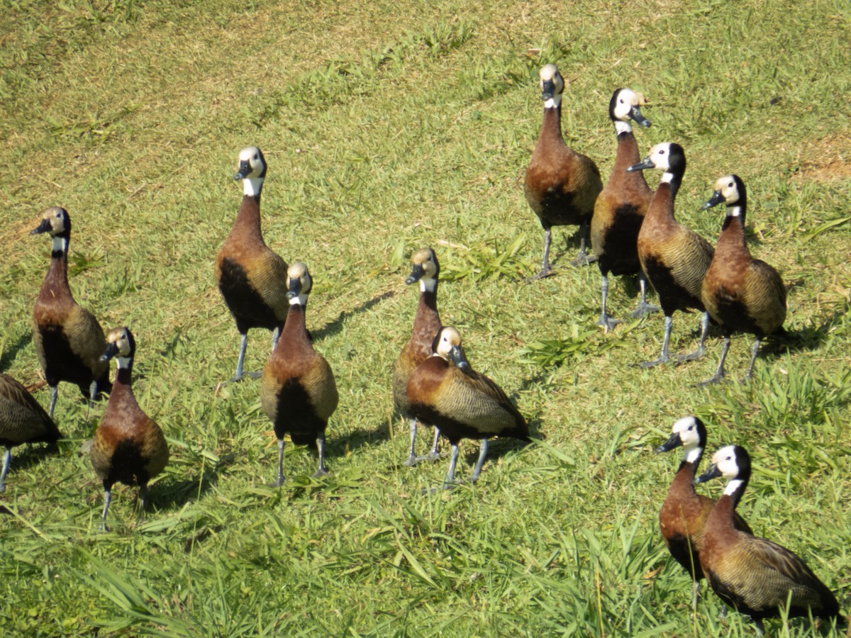 White-faced Whistling-Duck - Gabriel V Leite