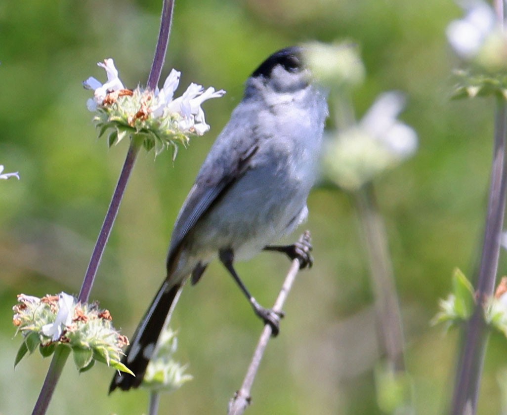 California Gnatcatcher - ML618919362