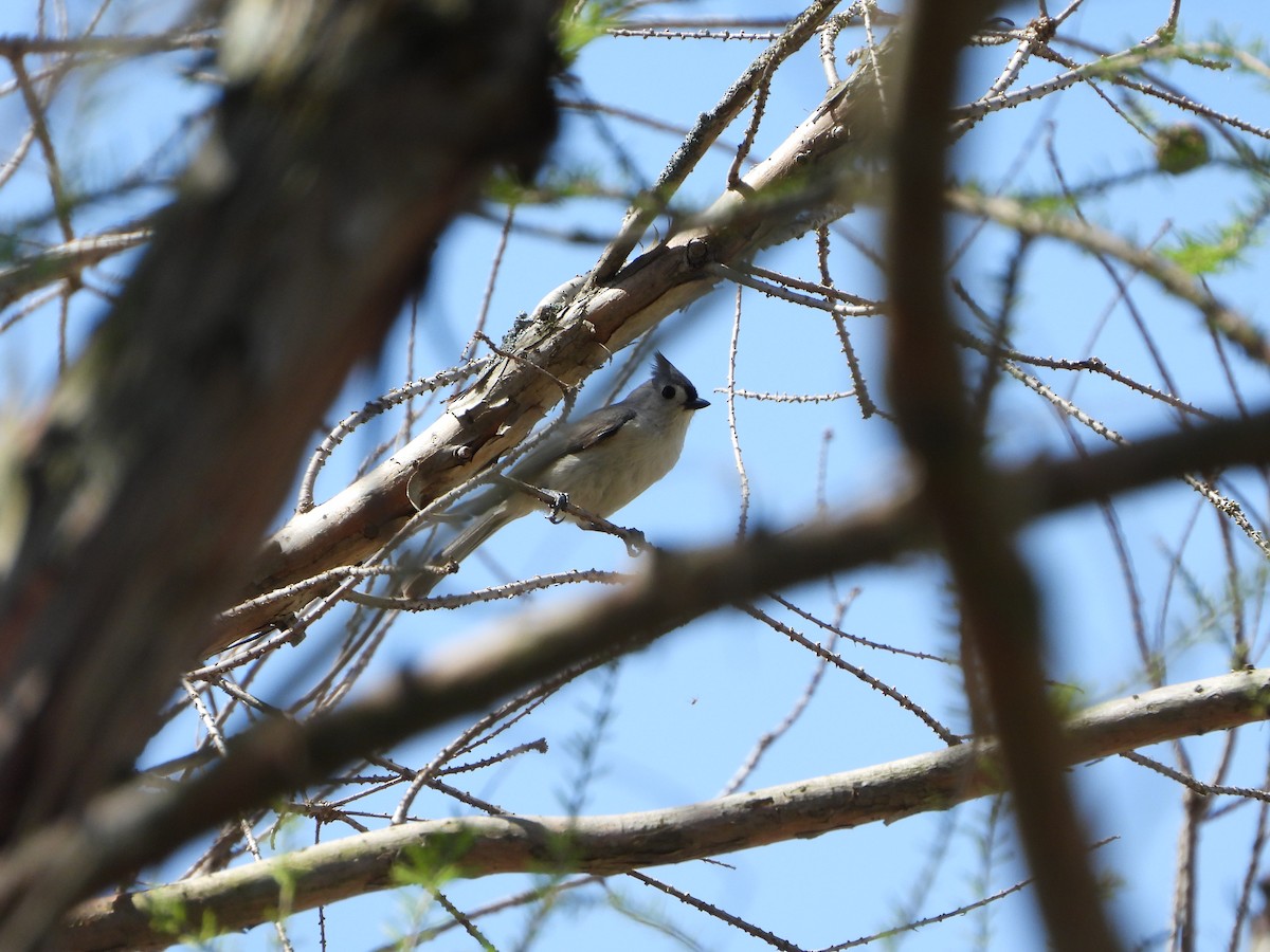 Tufted Titmouse - ML618919367