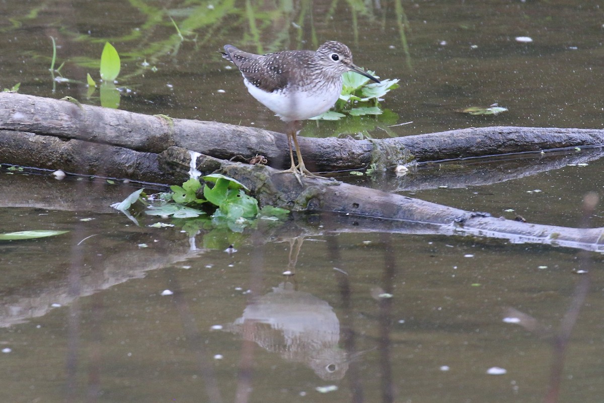 Solitary Sandpiper - David Carr