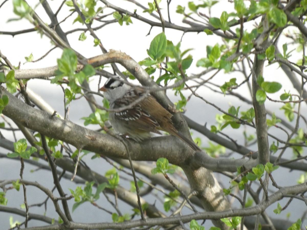 White-crowned Sparrow - ML618919370
