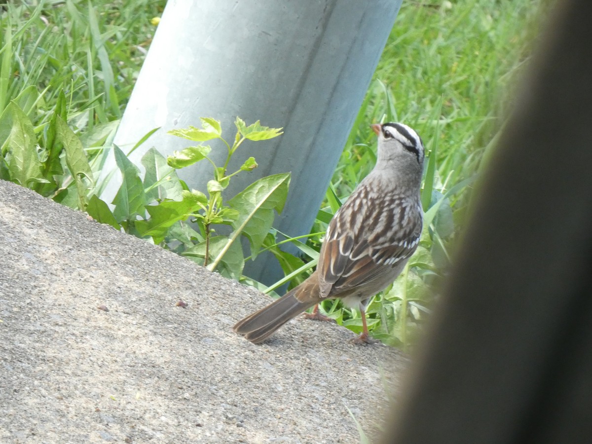 White-crowned Sparrow - ML618919371