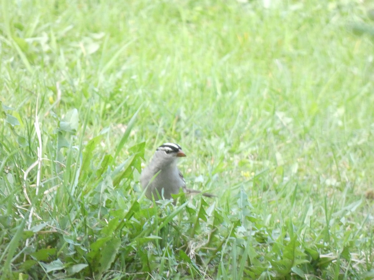 White-crowned Sparrow - ML618919372