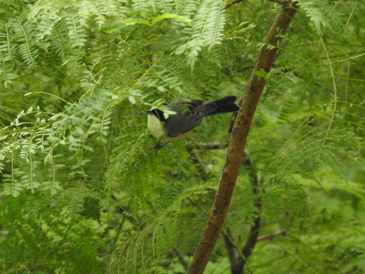 Hooded Siskin - ML618919393