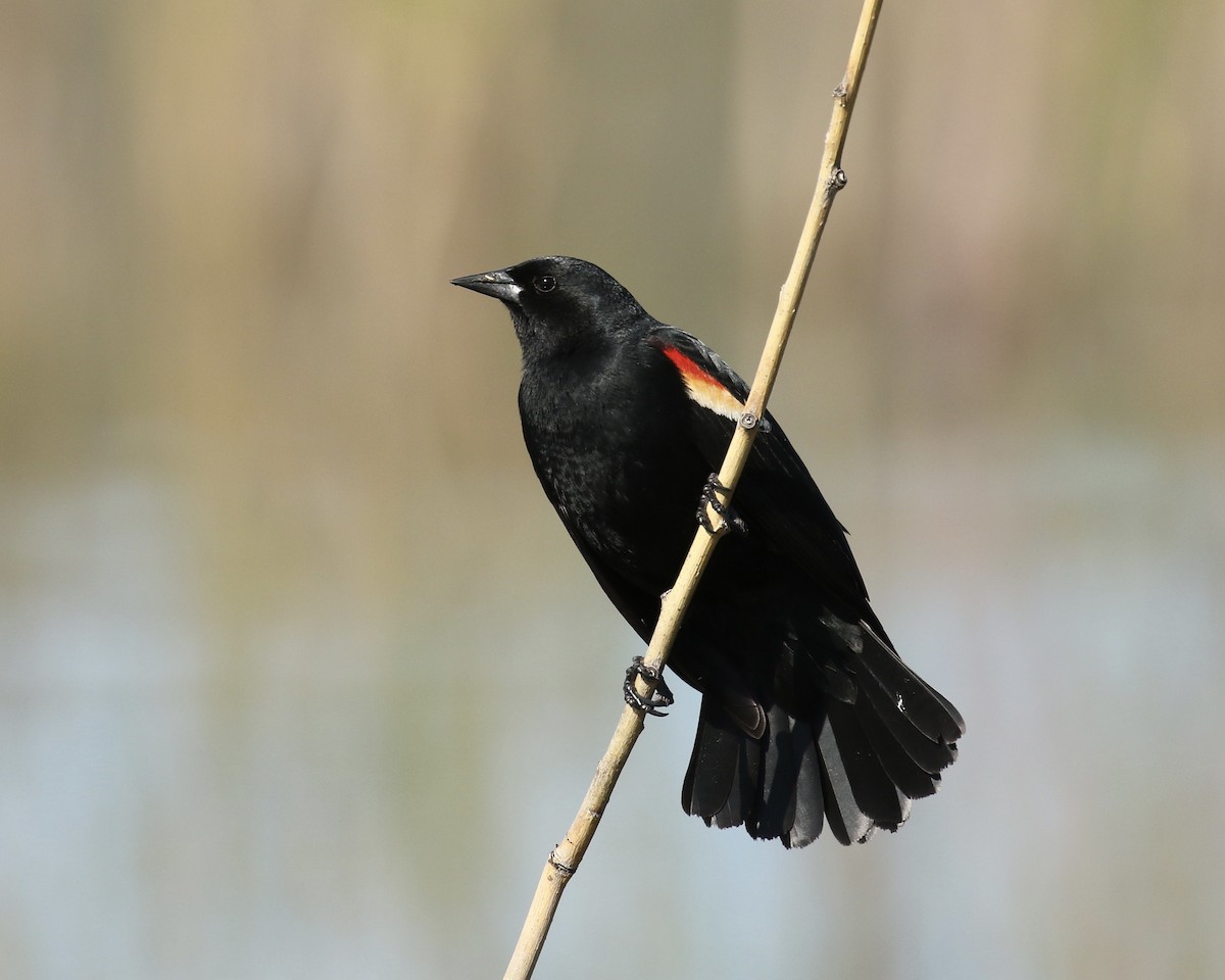 Red-winged Blackbird - Russ Morgan