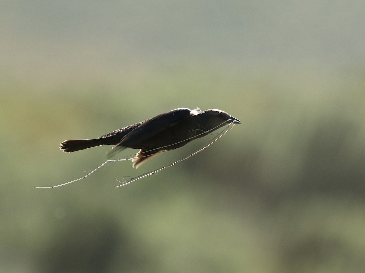 Brewer's Blackbird - Russ Morgan