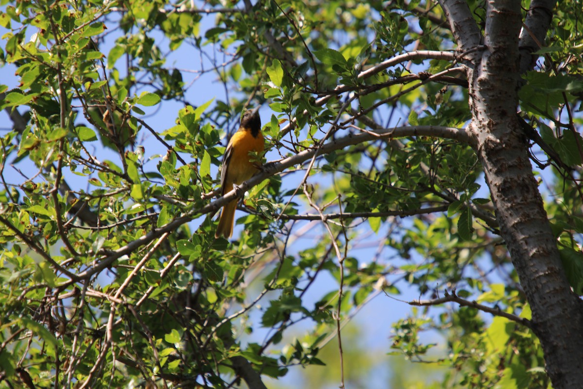 Baltimore Oriole - Tess Branklin