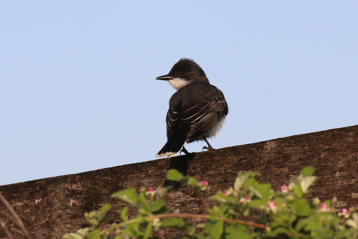 Eastern Kingbird - David Carr