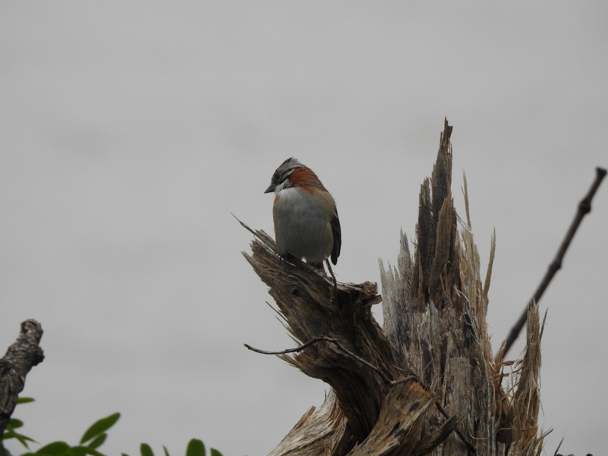 Rufous-collared Sparrow - Carlos Galvan