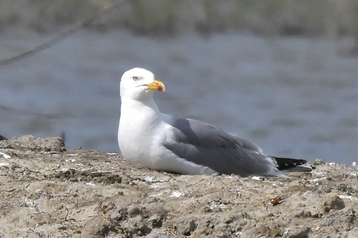 Yellow-legged Gull - Benoit Goyette Nathalie Fortin