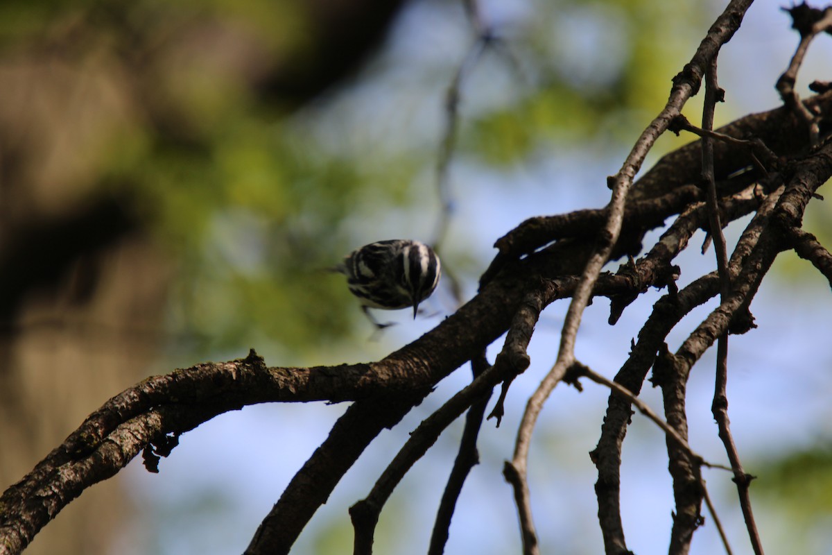 Black-and-white Warbler - Tess Branklin