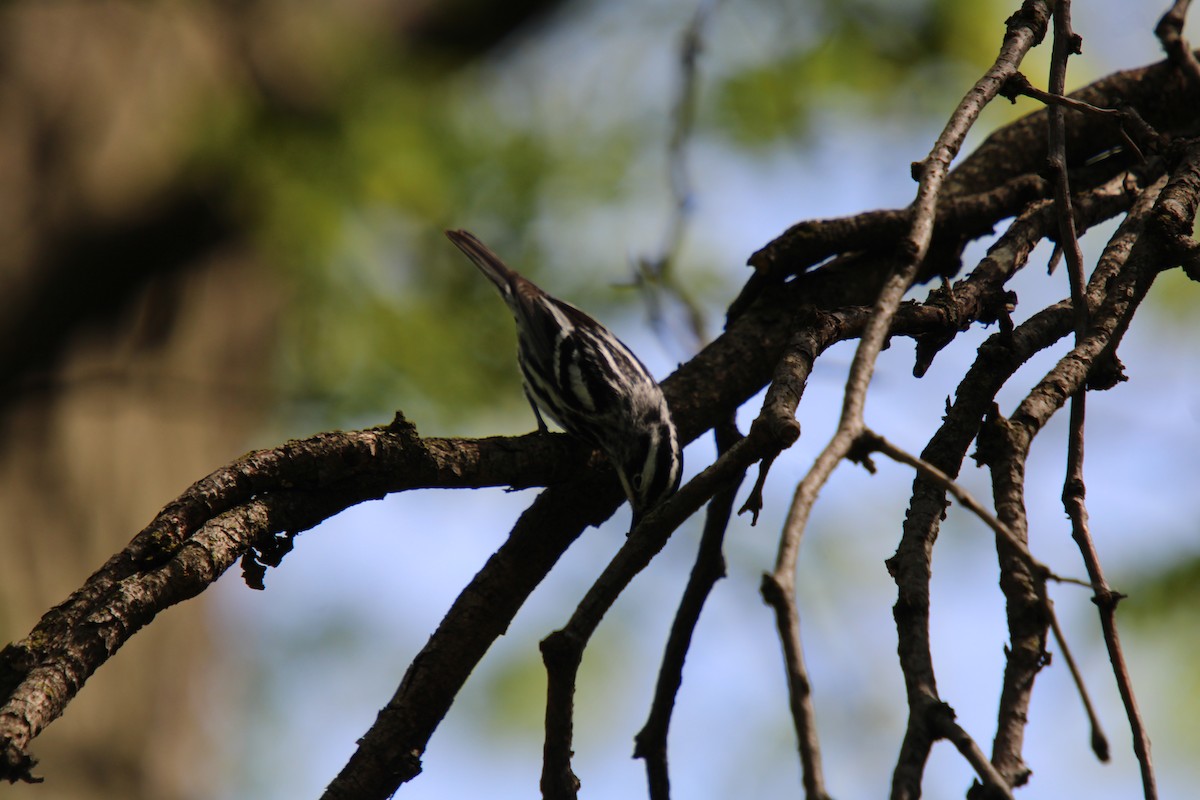 Black-and-white Warbler - Tess Branklin