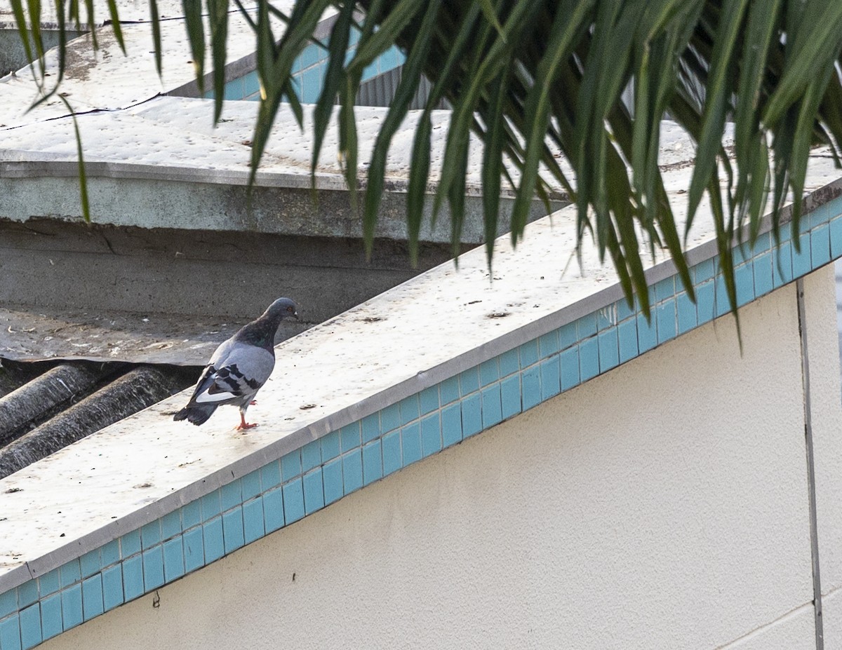 Rock Pigeon (Feral Pigeon) - Clarisse Odebrecht