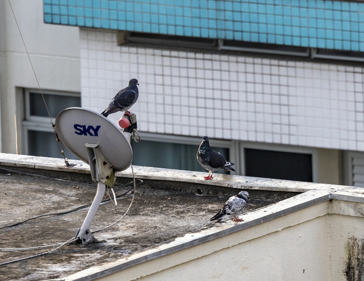 Rock Pigeon (Feral Pigeon) - Clarisse Odebrecht