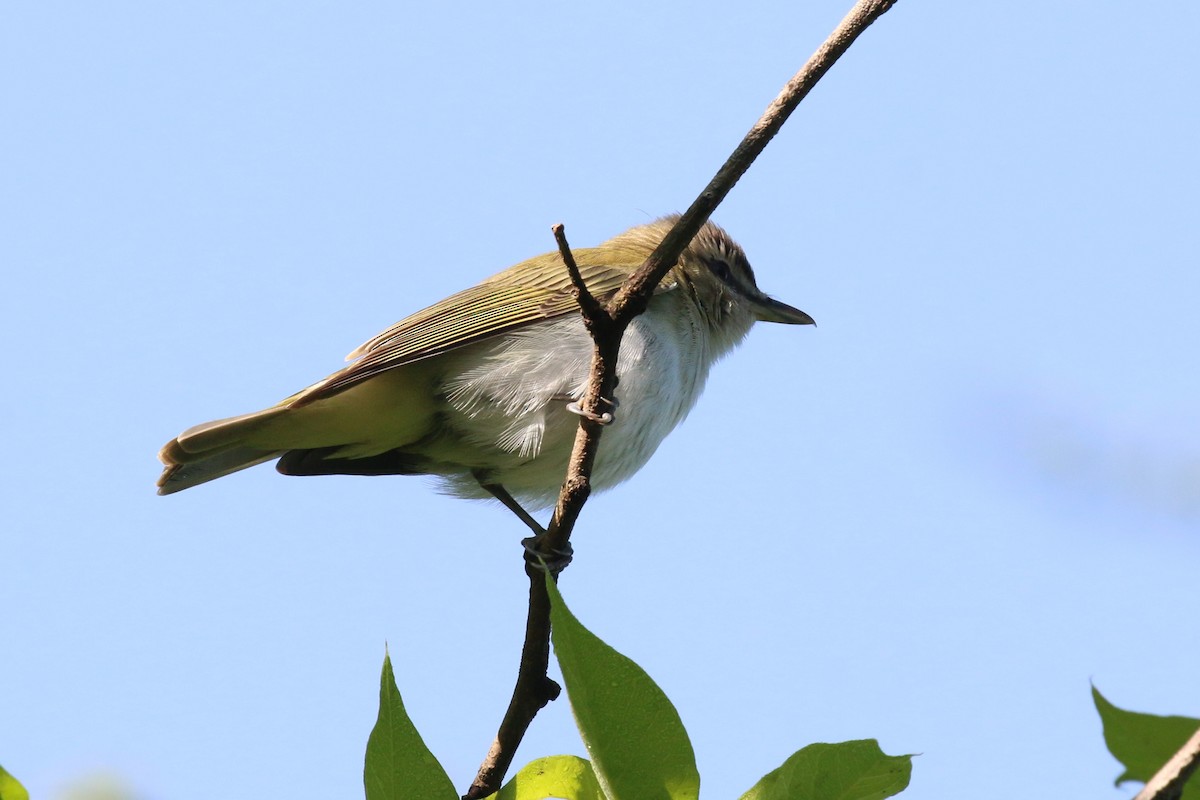 Kızıl Gözlü Vireo - ML618919488