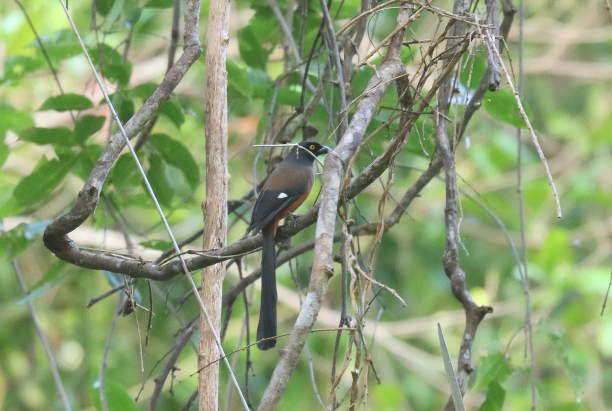 Andaman Treepie - ML618919494