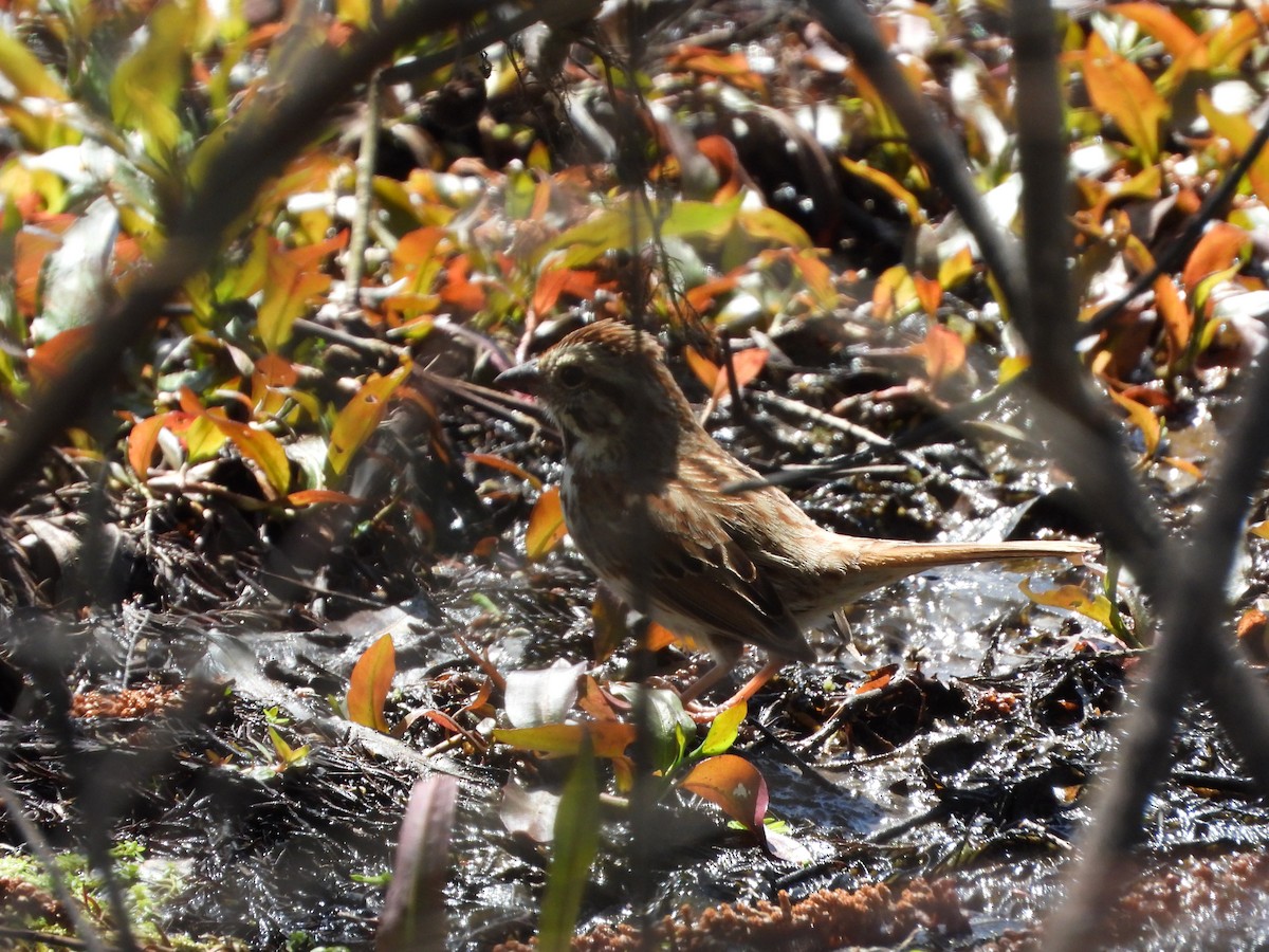 Swamp Sparrow - Justin Horton