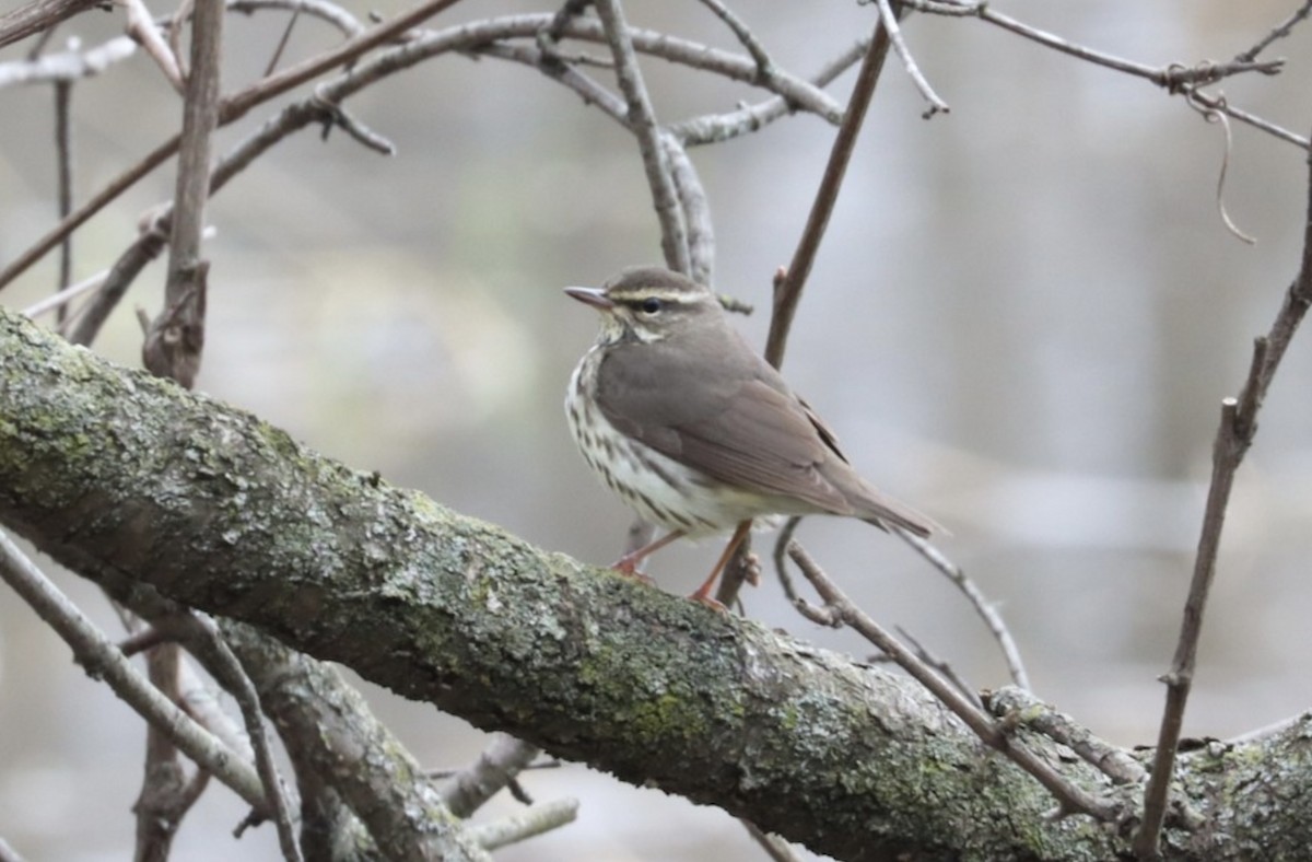 Louisiana Waterthrush - Jonathan Fisher