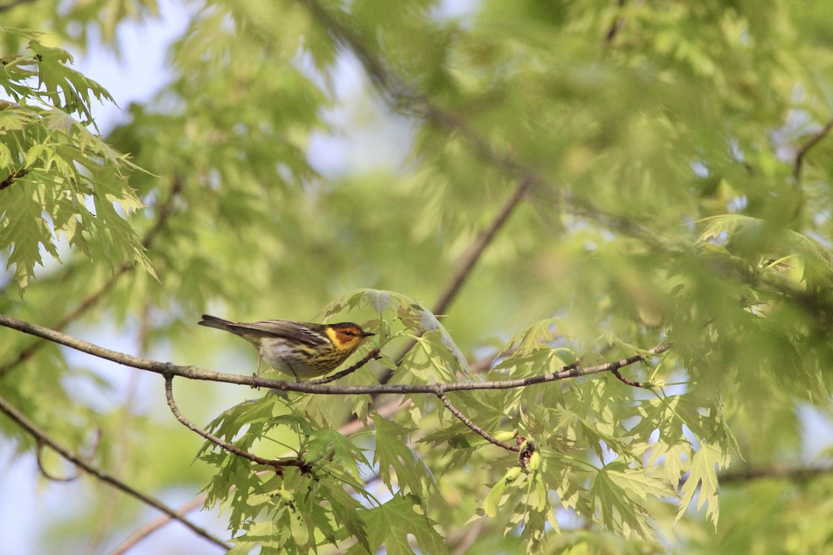 Cape May Warbler - Zac Cota