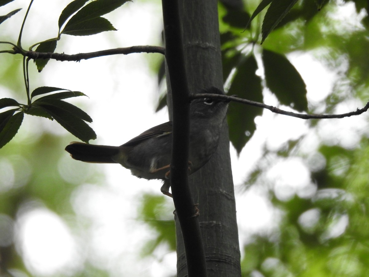 White-browed Warbler - Carlos Galvan