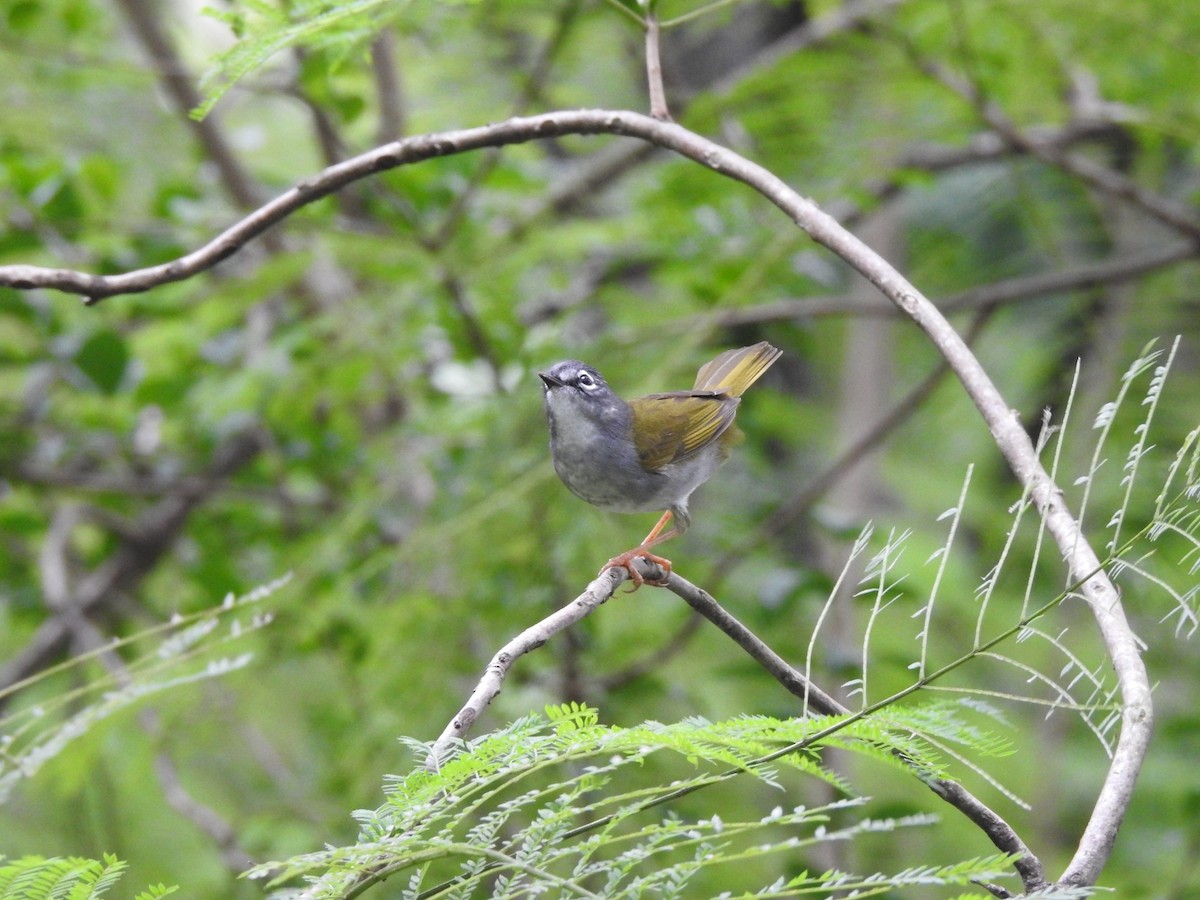 White-browed Warbler - ML618919573