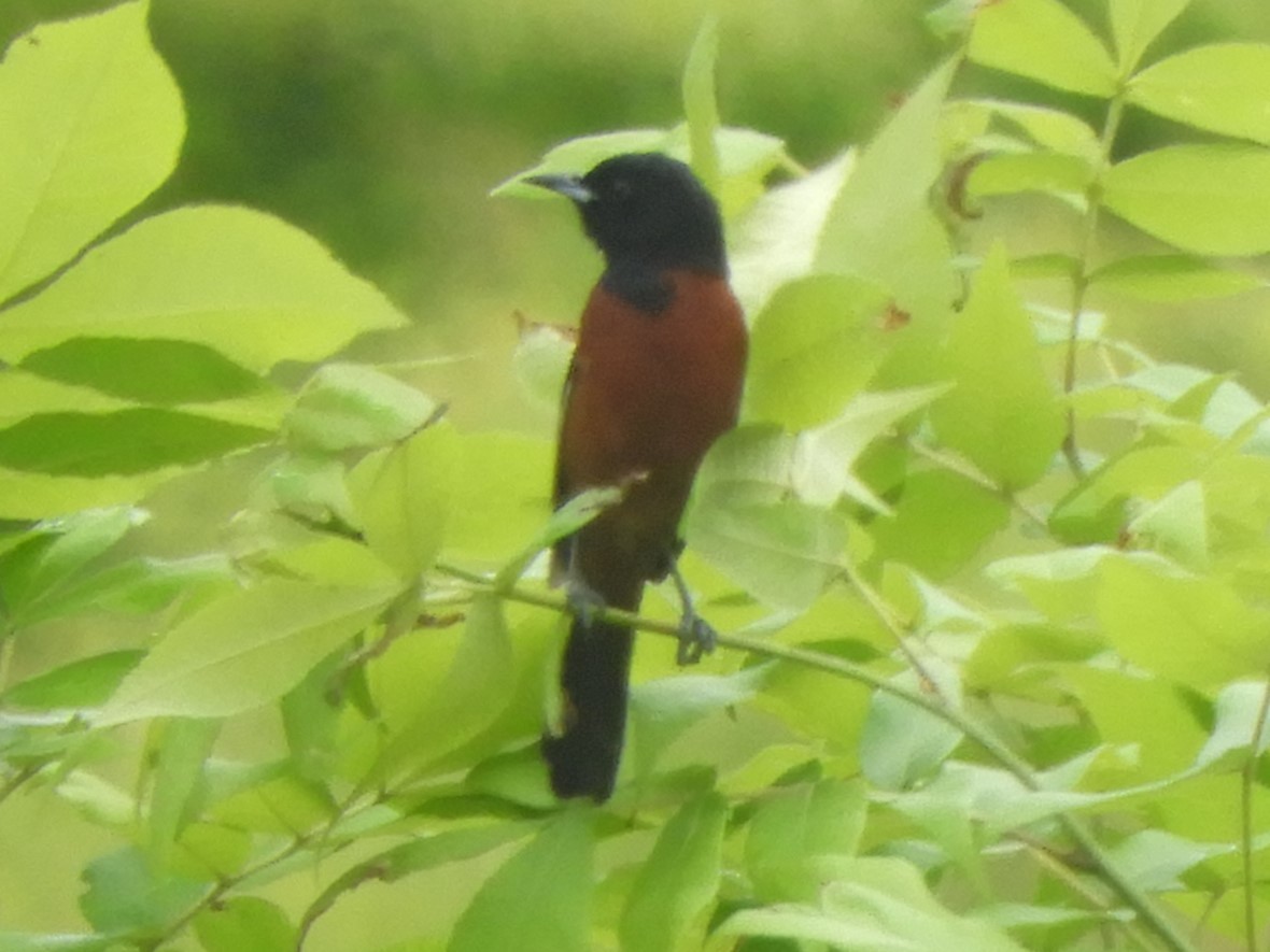 Orchard Oriole - ML618919588