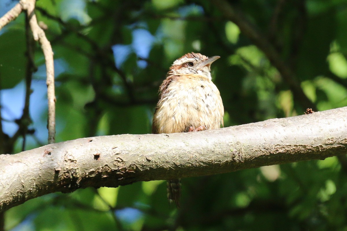 Carolina Wren - ML618919602