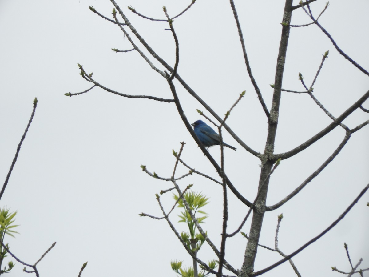 Indigo Bunting - ML618919603