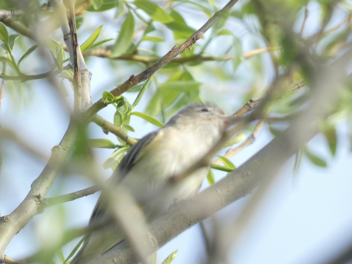 Warbling Vireo - ML618919609