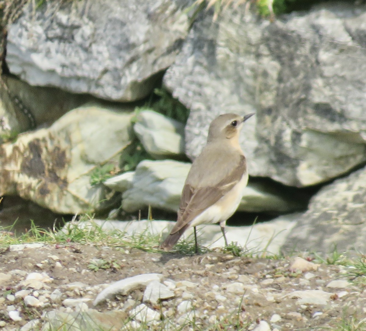 Northern Wheatear - Sally Bergquist