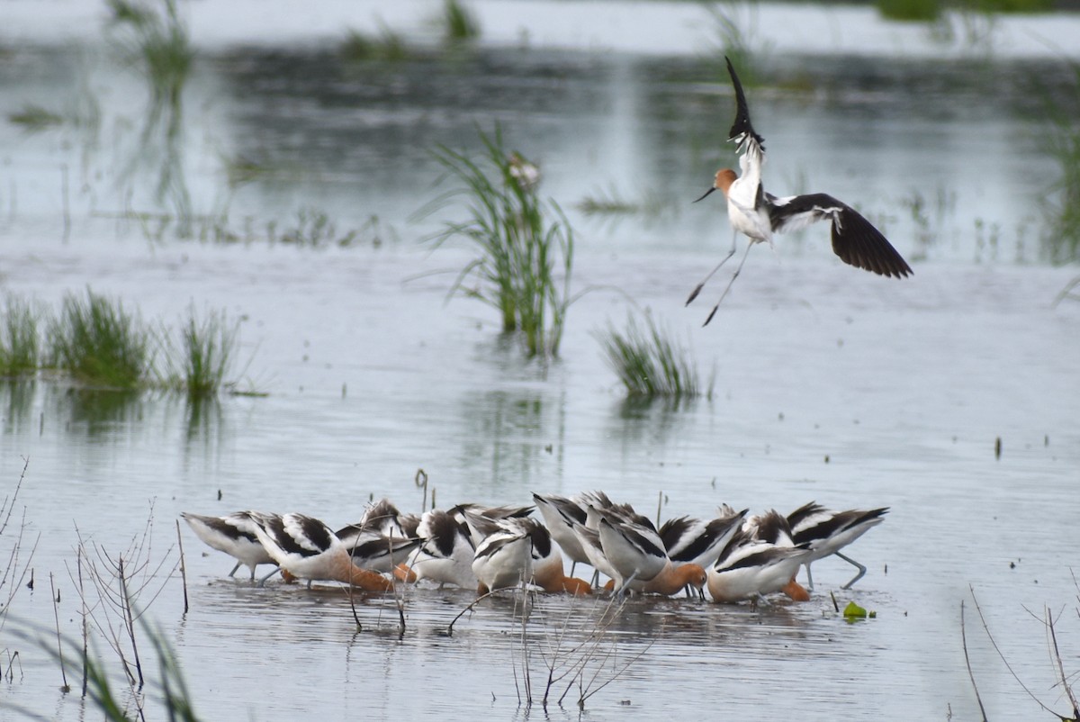 American Avocet - ML618919615