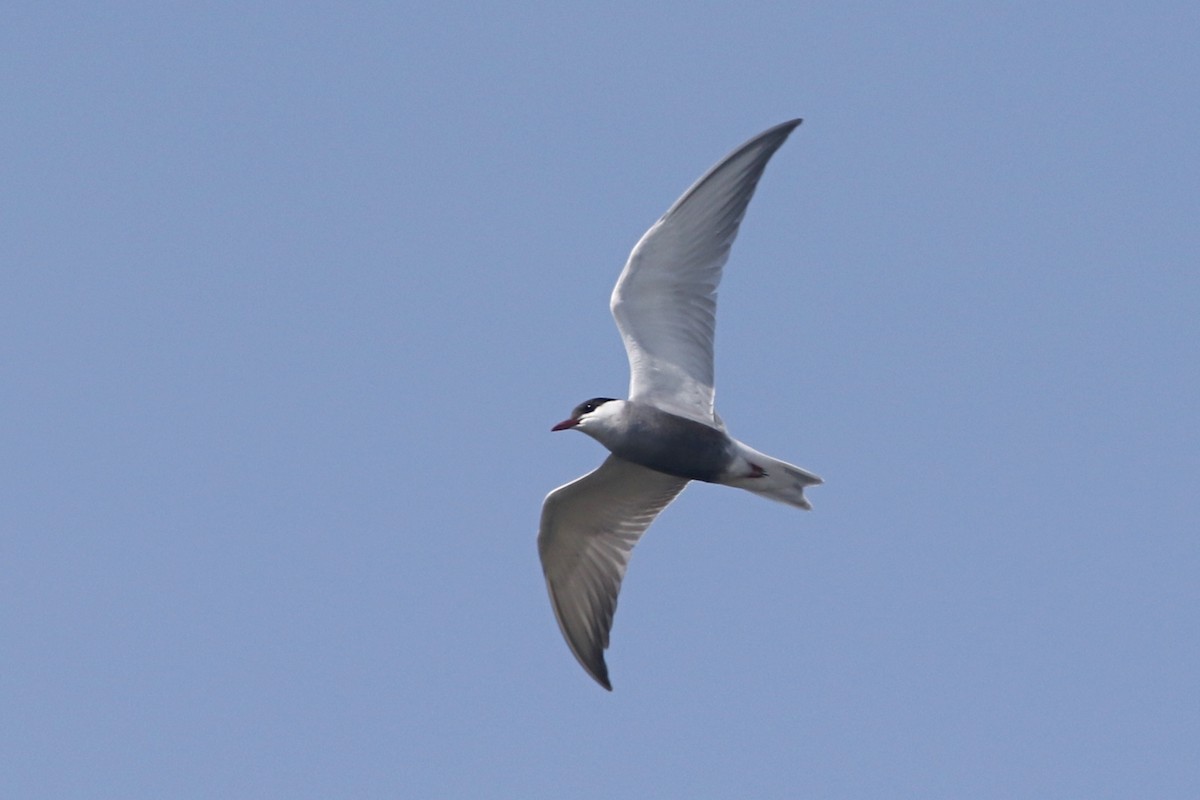 Whiskered Tern - Richard Bonser