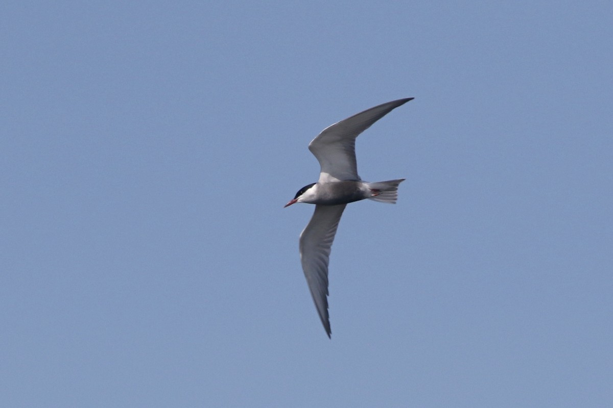 Whiskered Tern - Richard Bonser