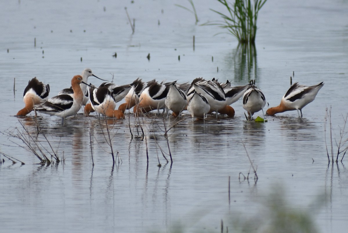 American Avocet - ML618919625