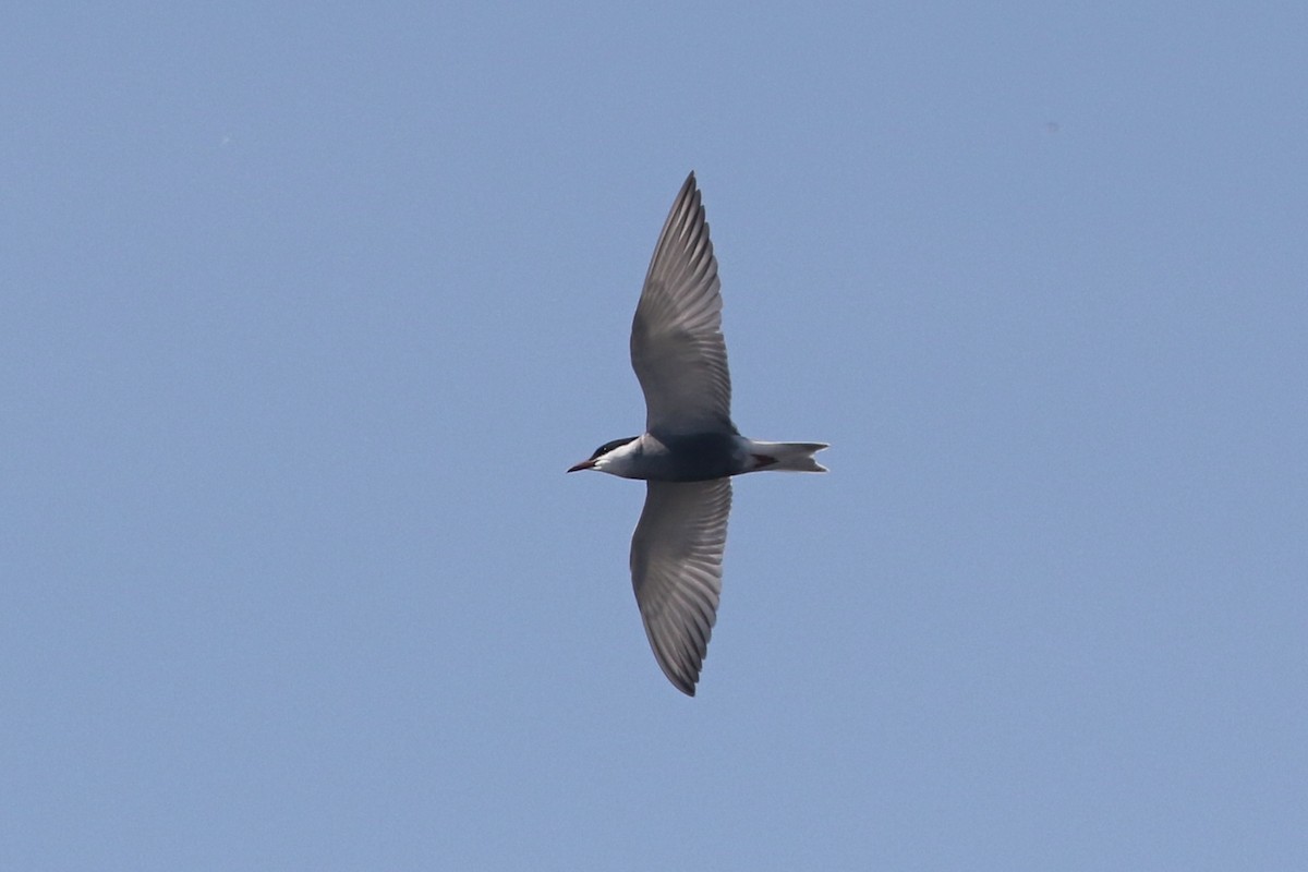 Whiskered Tern - Richard Bonser