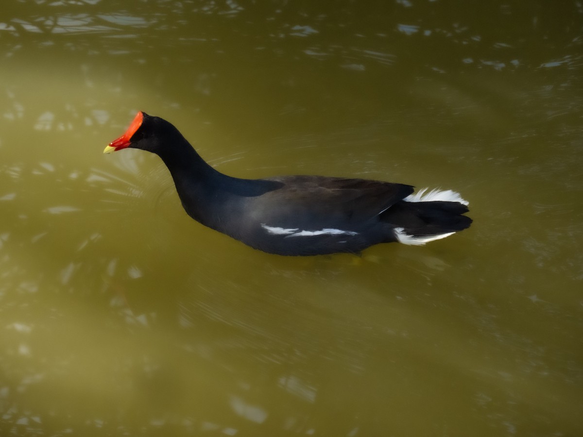 Common Gallinule - Gabriel V Leite