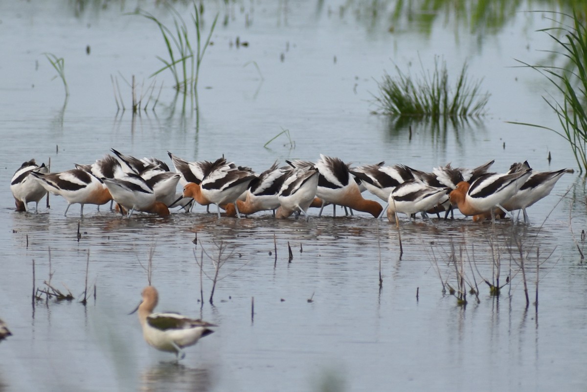 American Avocet - ML618919654