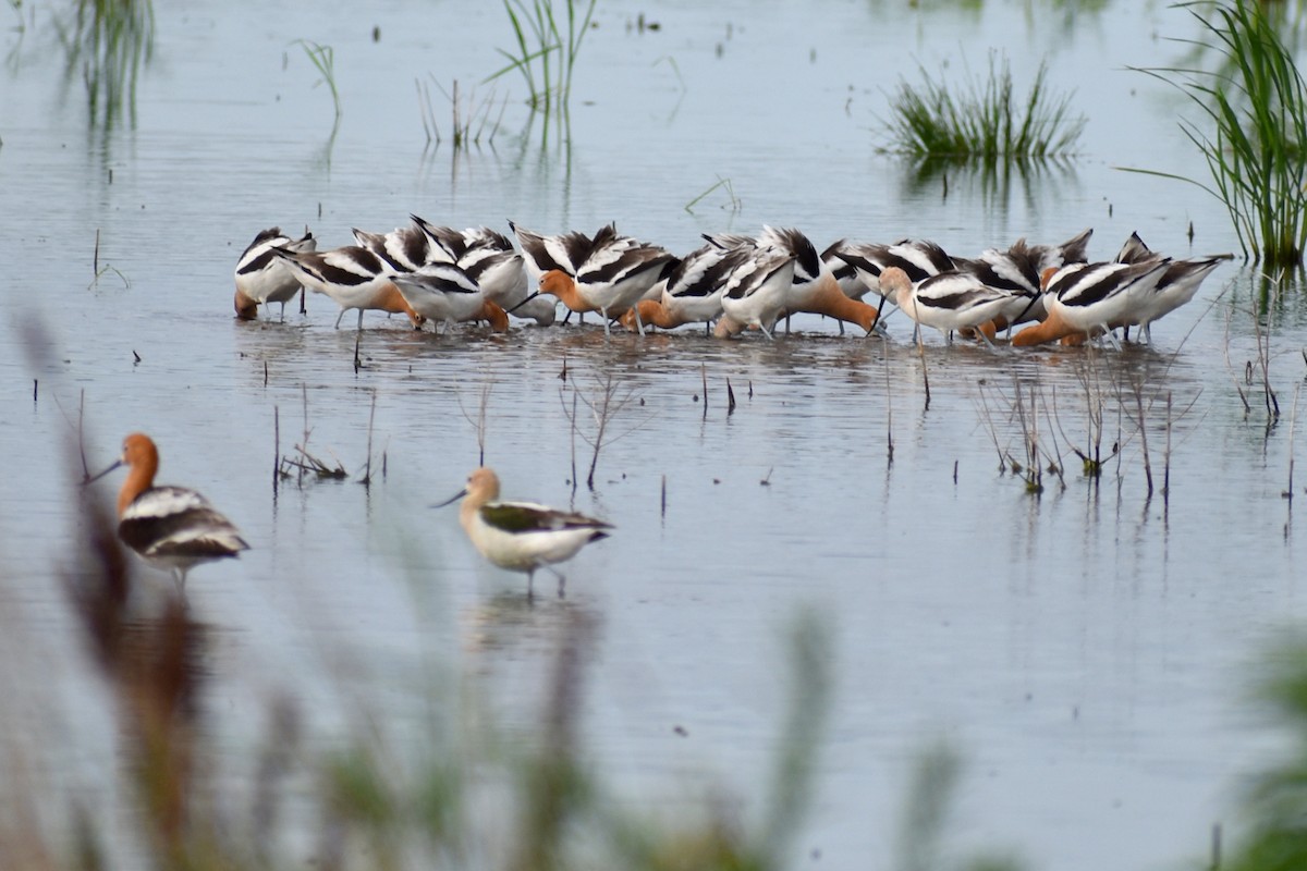 American Avocet - ML618919655