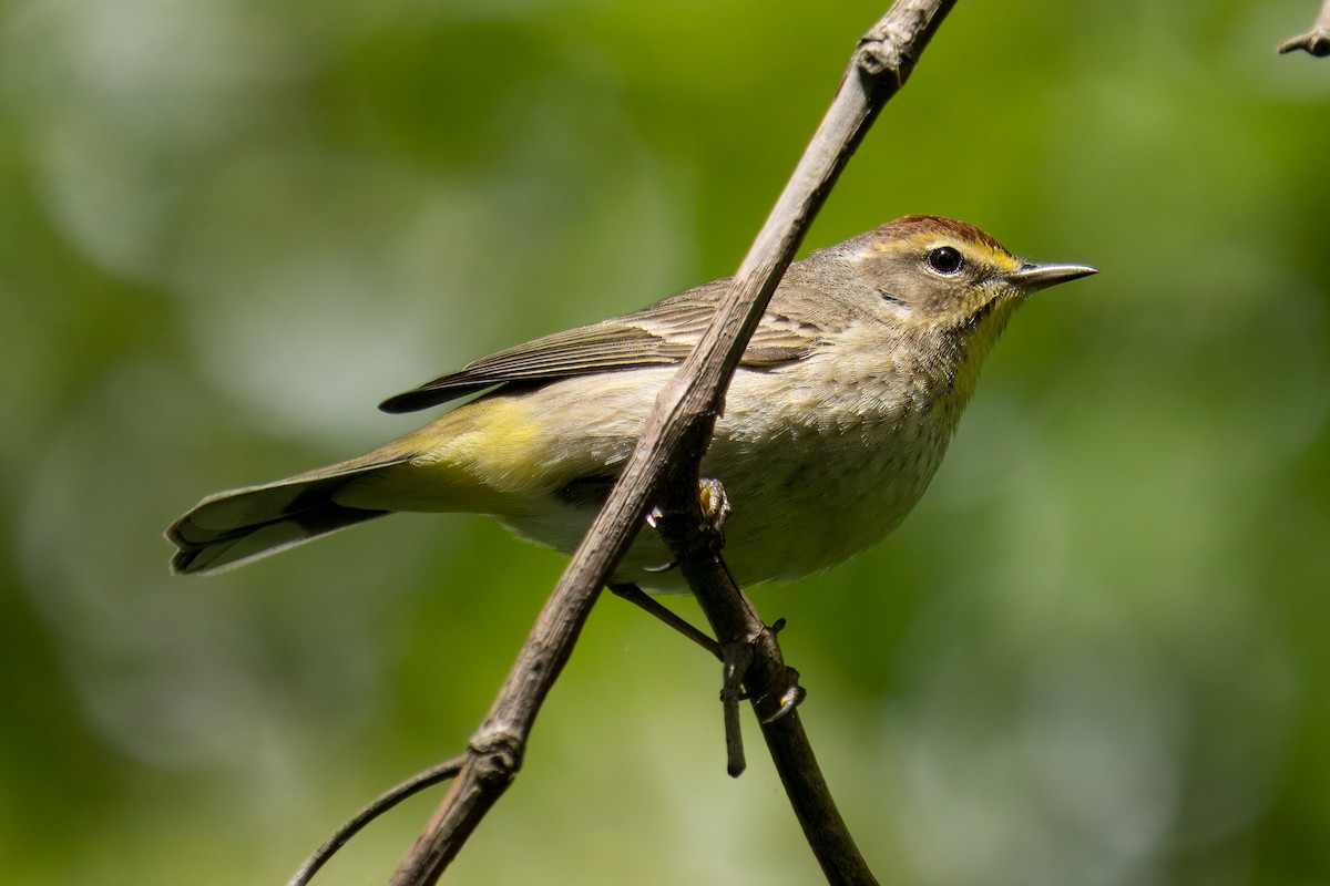 Palm Warbler - Paco Luengo