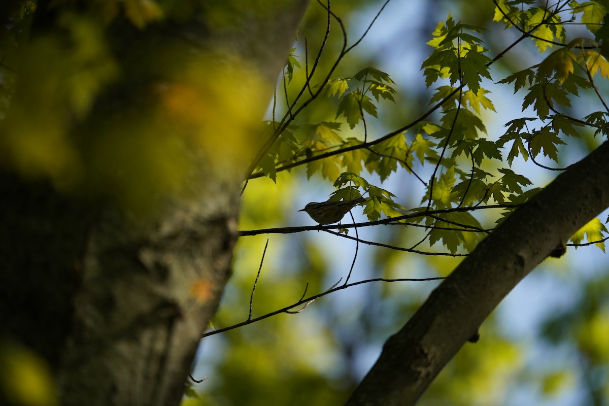 Black-and-white Warbler - Shea Dettling