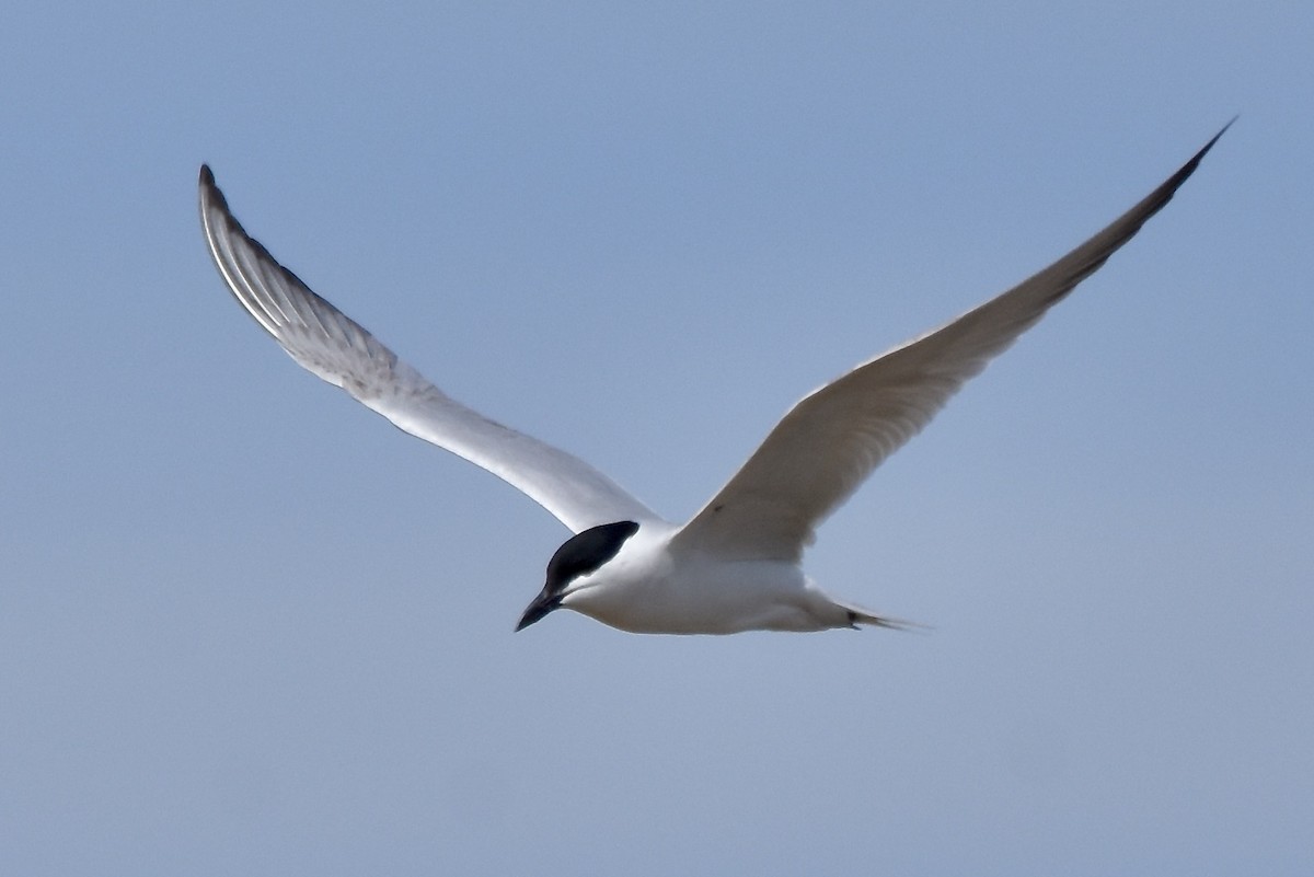 Gull-billed Tern - Benoit Goyette Nathalie Fortin