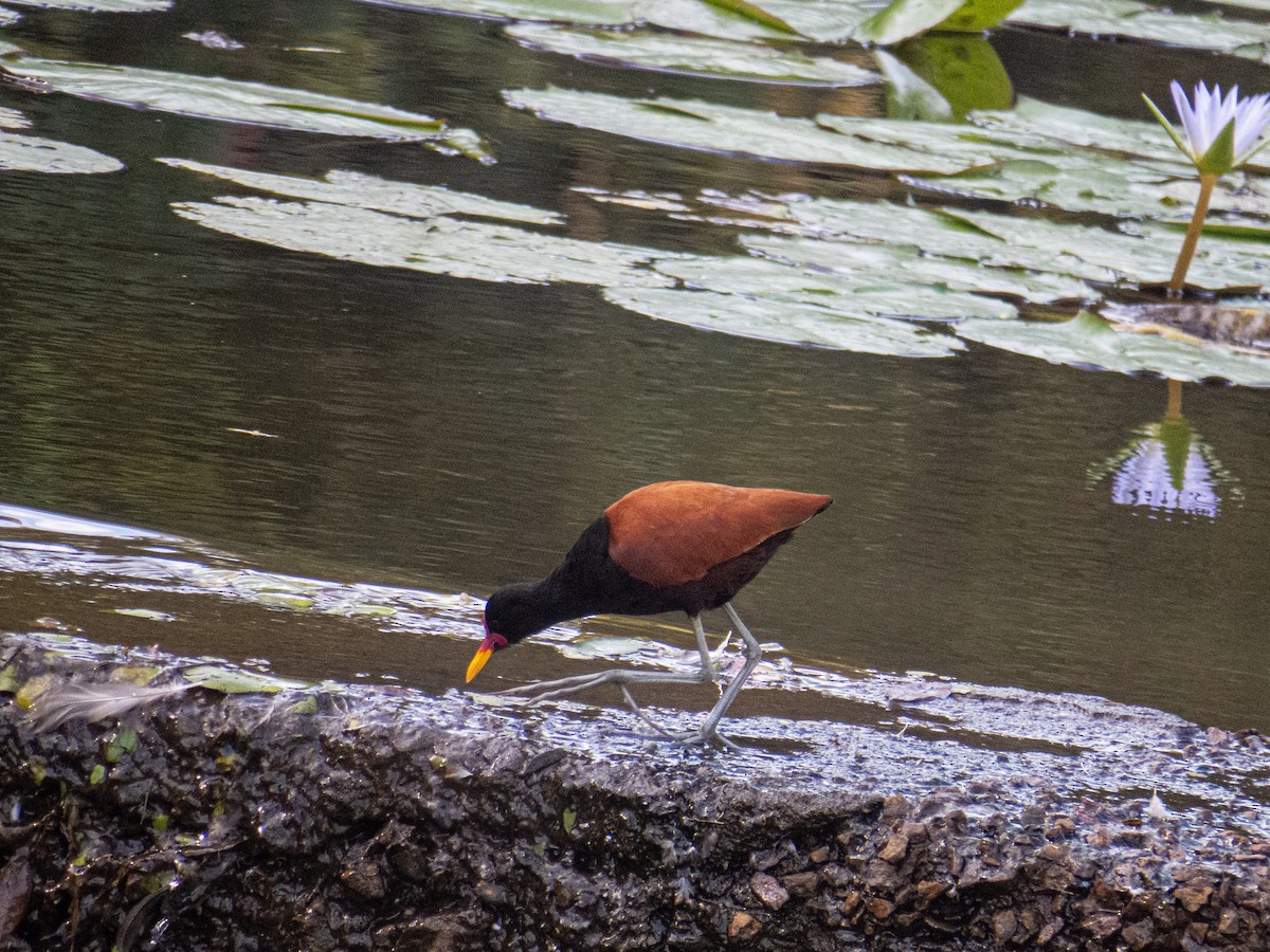 Wattled Jacana - Gabriel V Leite