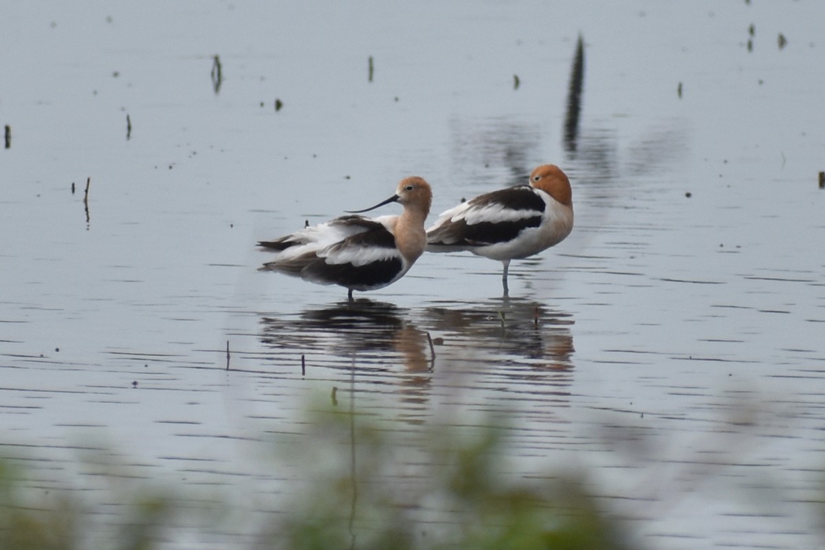 American Avocet - ML618919682